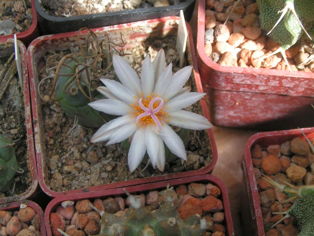 Turbinicarpus macrochele